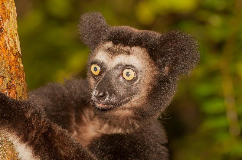 Мадагаскар, лемур, индри Индри индри фото превью