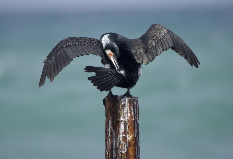 ну чем не гусь??photo preview