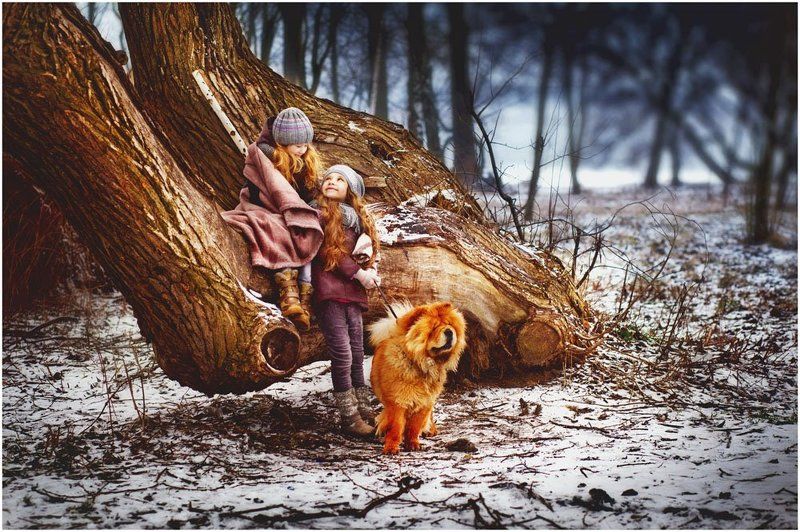 Дети, собаки, лес  Рыжикиphoto preview