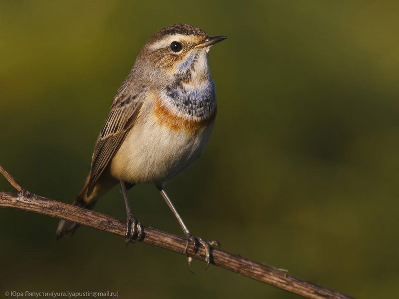 Варакушка Варакушка.photo preview