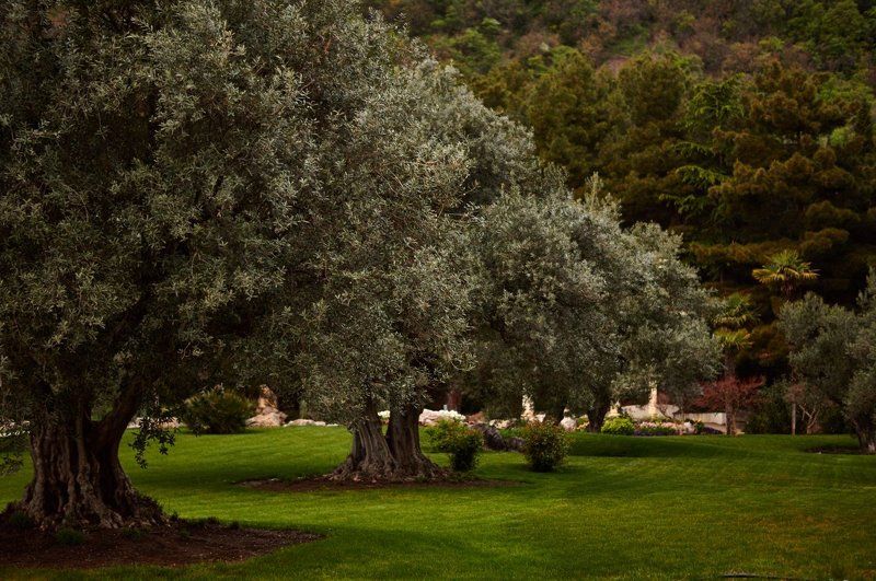 Дерево, Олива, Природа, Трава, Зеленый, Парк Оливыphoto preview