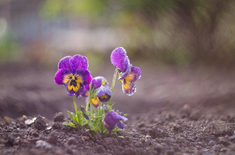 flowers photo preview