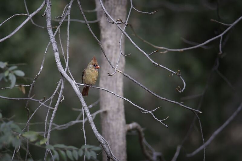 Сидящая самка северного кардиналаphoto preview