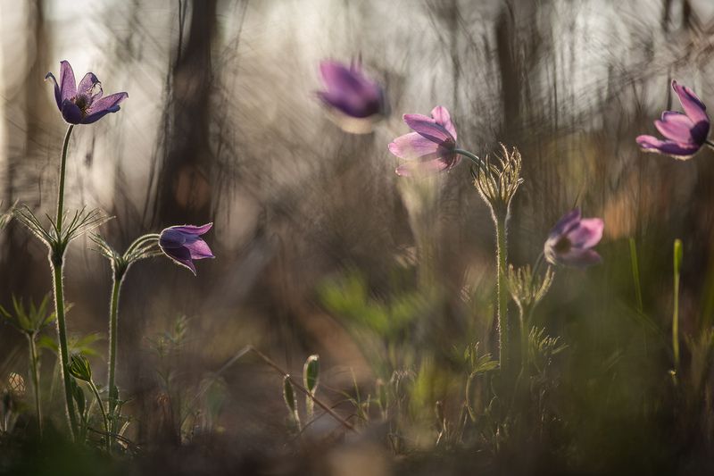 сон трава, утро, свет, цвет, позитив, россия, весна, апрель, воронеж, красота, nikon d 850, carl zeiss makro-planar t* 100mm f/2 zf.2 Утро светлых снов...photo preview