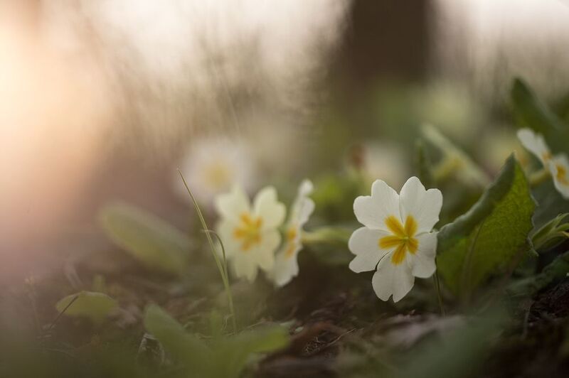 Примуловое утроphoto preview