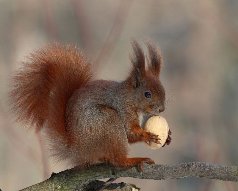 обыкновенная белка, белка, sciurus vulgaris, red squirrel, парк имени макса ашманна Никому не отдам!photo preview