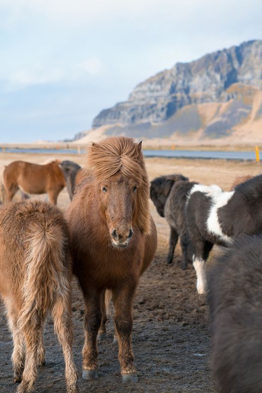 Исландские лошадкиphoto preview