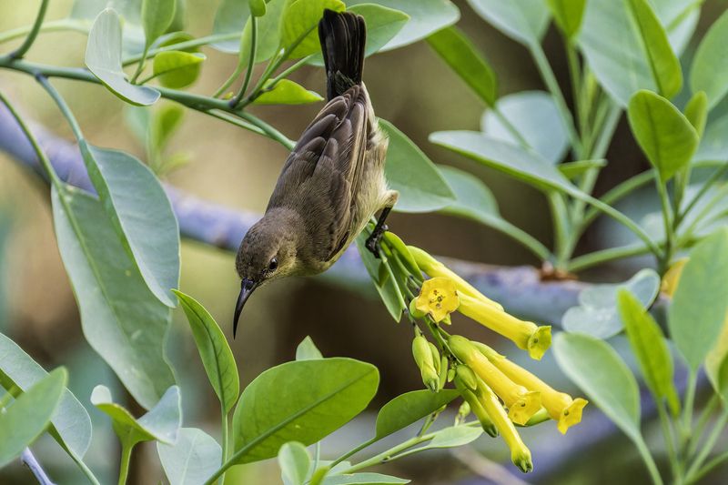 Палестинская нектарница.photo preview
