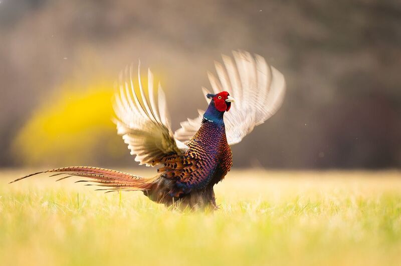 Pheasantphoto preview
