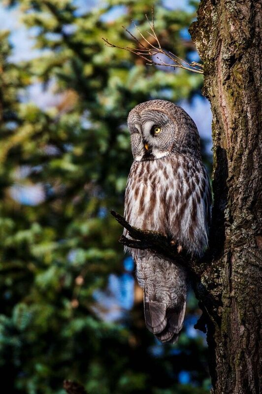 *** фото превью