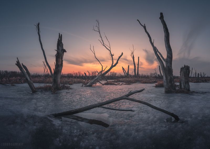деревья, коряги, озеро, закат, рязанская область Стражи озераphoto preview