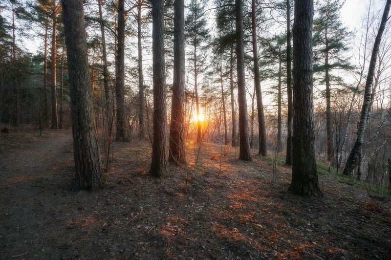 природа, заказт, лесной пейзаж, пейзаж, Московская область Сосновый лес. Март 2025photo preview