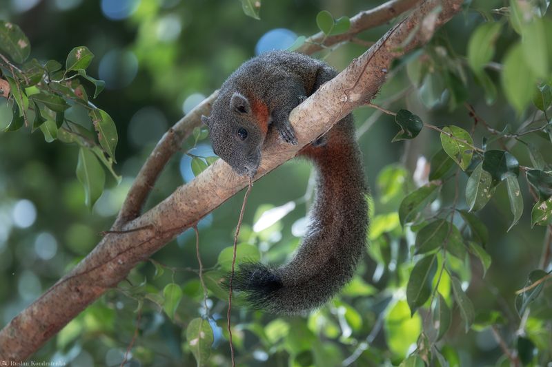 Краснобрюхая белка Краснобрюхая белкаphoto preview