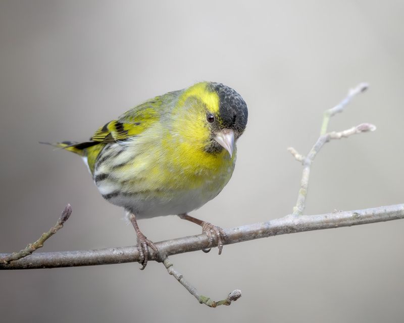 чиж, птицы, Москва, лес, природа, весна Чижphoto preview