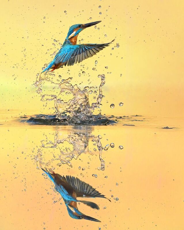 #nikon kingfisher Divingphoto preview