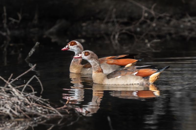 нильский гусь, египетский гусь, пара, приключение, черный пруд, alopochen aegyptiaca, egyptian goose, black pond, adventure Искатели приключенийphoto preview