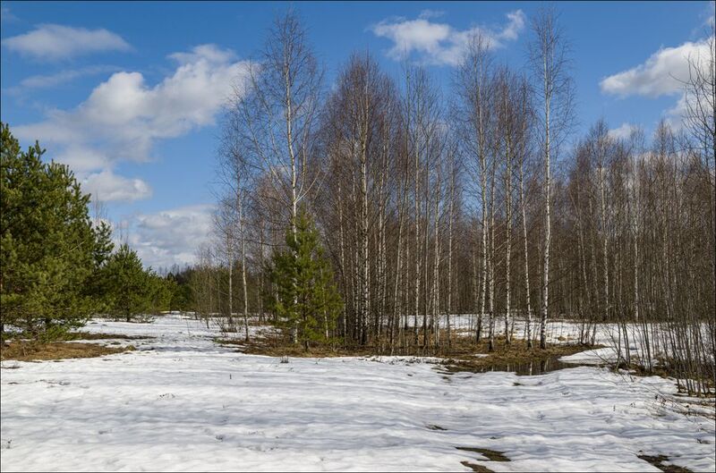 Половодье в Тверской (продолжение)photo preview