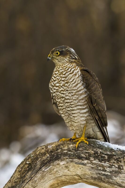 природа ***photo preview