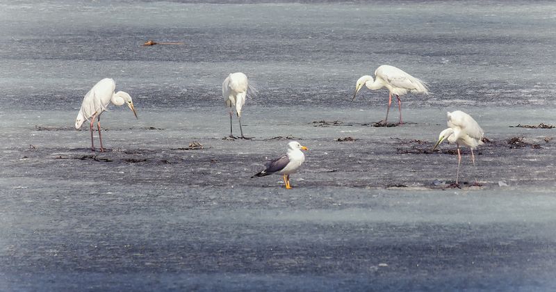 птица, цапля, чайка, рыбалка, весна, Рыбаки. (6 ФОТО)photo preview