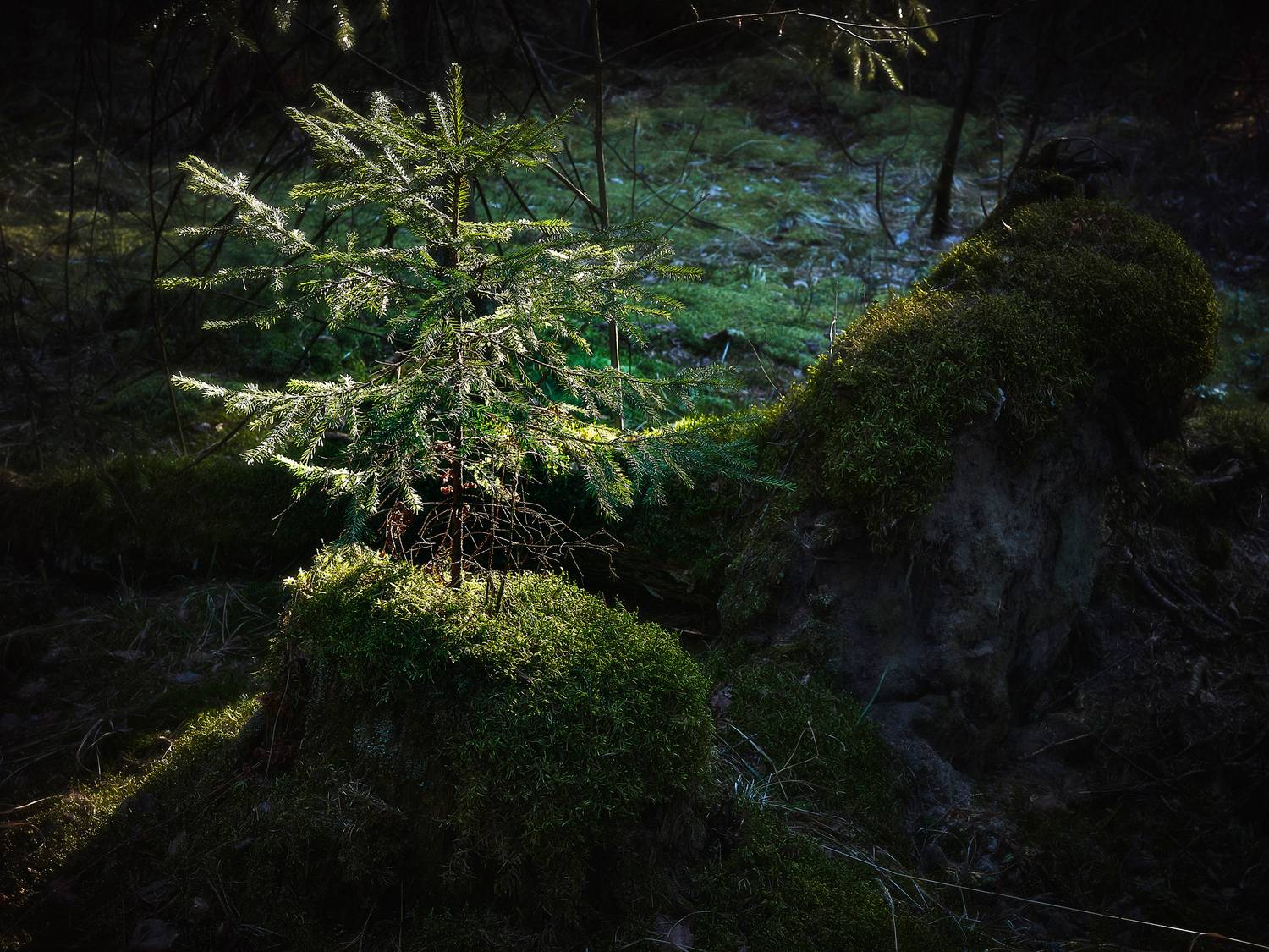 лес, свет, Валерий Вождаев