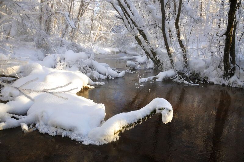 В морозном лесу.photo preview