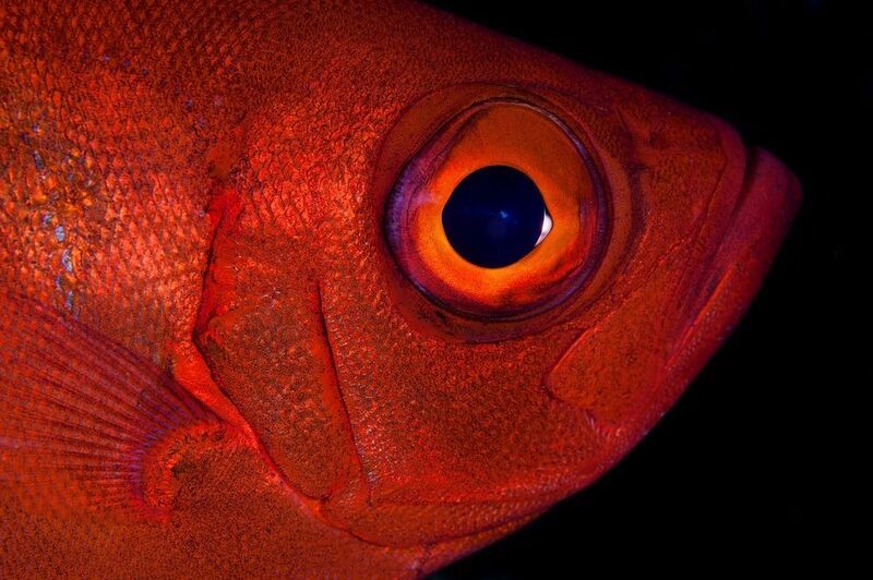 Big eyephoto preview