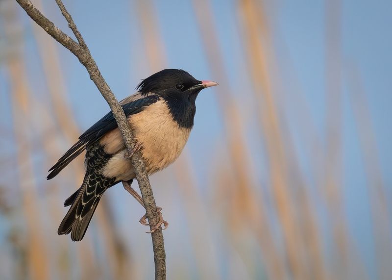 скворец, розовый скворец, птицы, животные, природа, pastor roseus, sturnus roseus, дагестан Розовый скворец фото превью