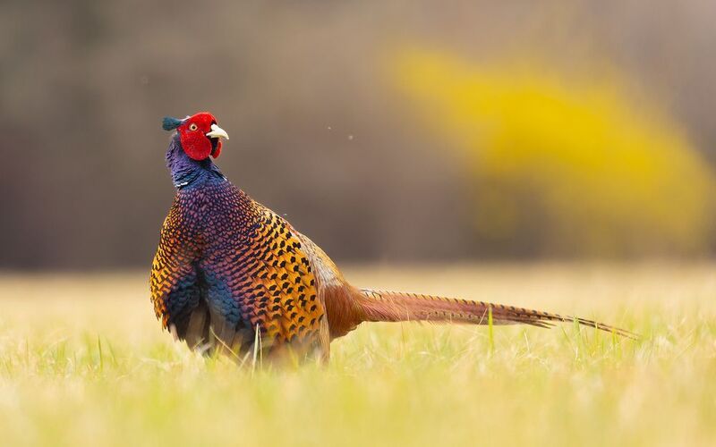 Pheasantphoto preview