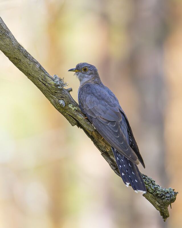 кукушка photo preview