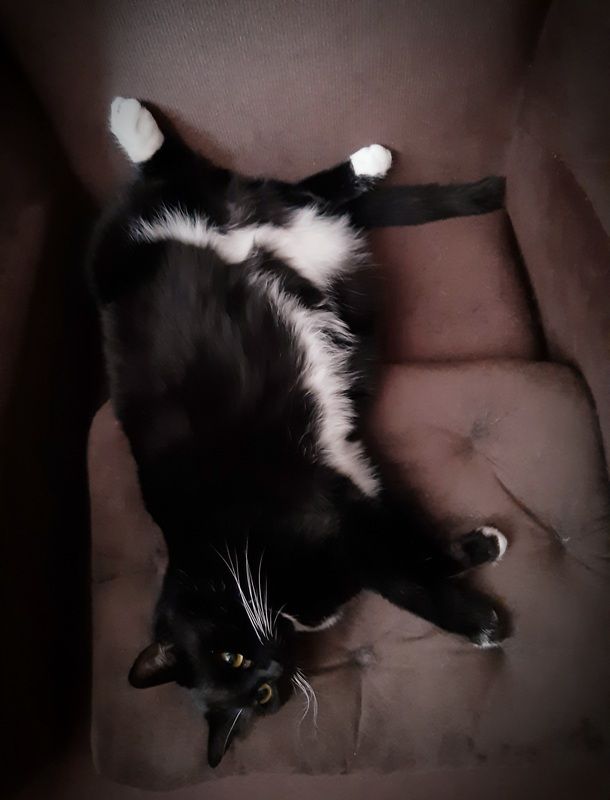 чёрная кошка Скукаphoto preview