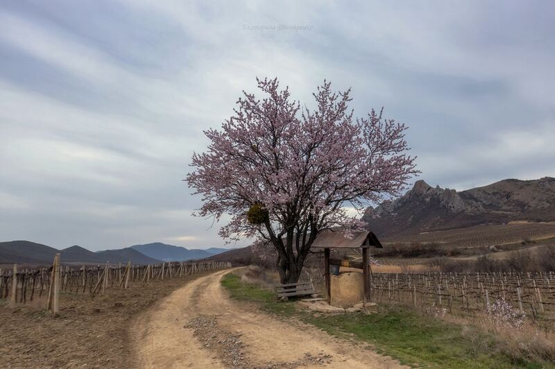 крым, весна, горы, пейзаж, судак, цветы Миндаль Айванской долиныphoto preview