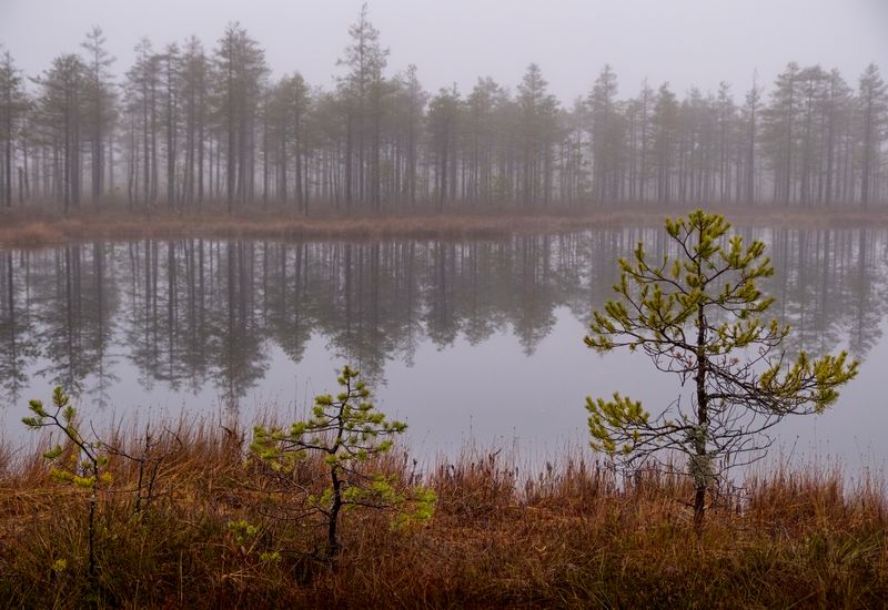 болото, нд, ленинградская область, север, ленобласть, русский север, ленобласть нд, туман, туманы, туманы нд Туманы северных болотphoto preview