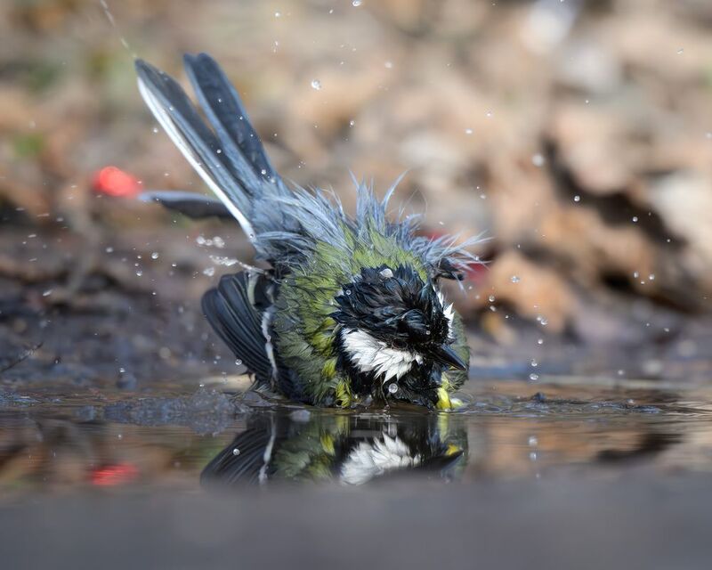 лазоревка, птицы, Москва, лес, природа, весна Большая синицаphoto preview