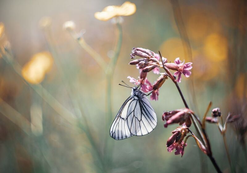 Летняя радость фото превью