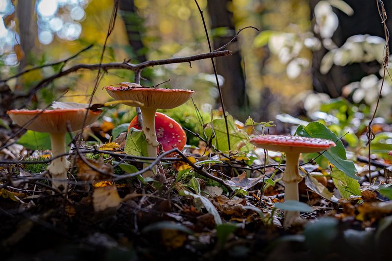 природа,грибы про грибыphoto preview