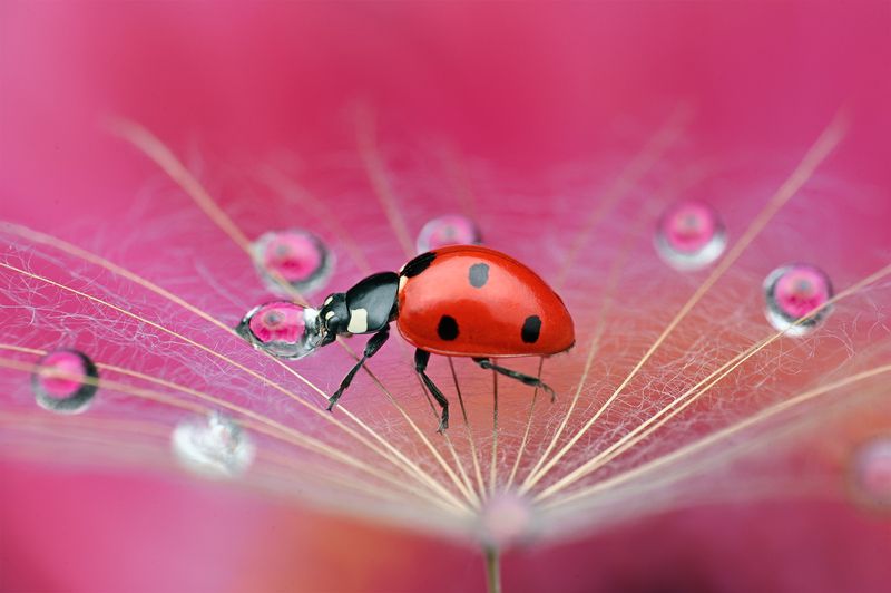 ceclii, macro  фото превью