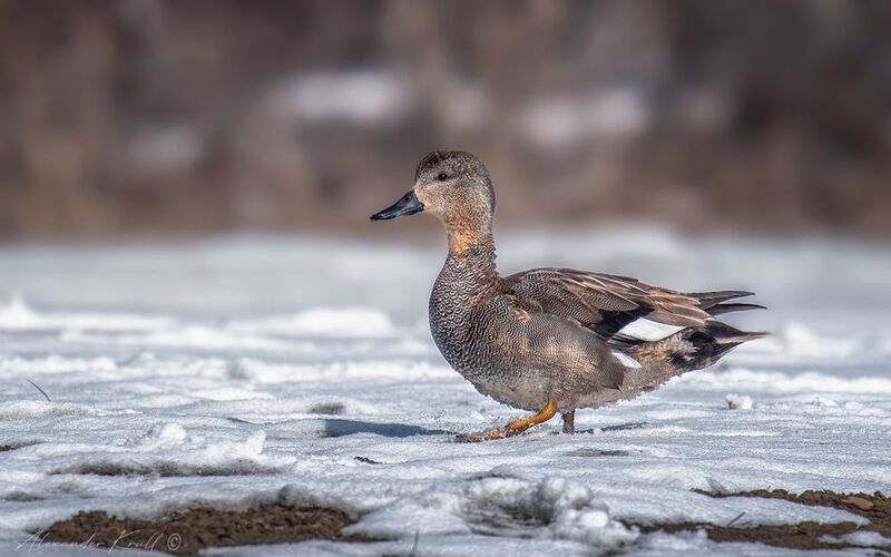утка, серая утка, mareca strepera Пешкомphoto preview