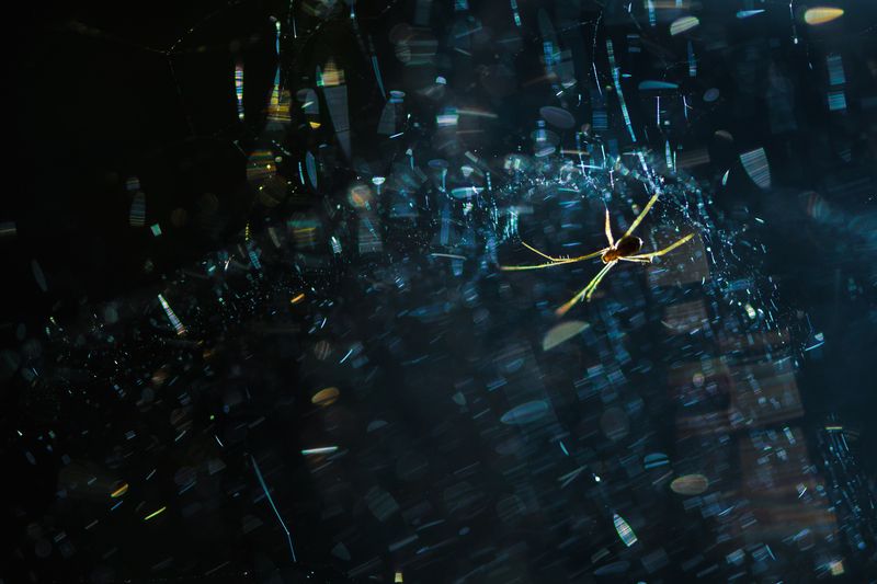 Паук, паутина, космос На просторах космосаphoto preview