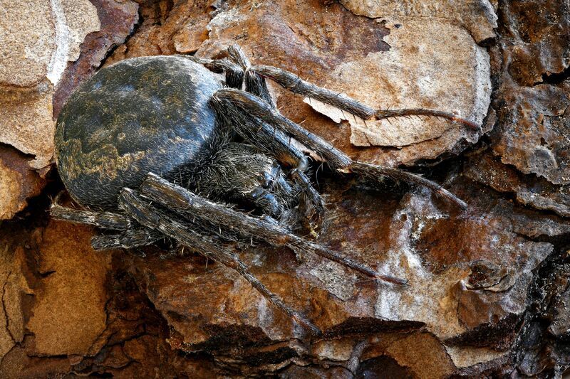 Nuctenea umbraticaphoto preview