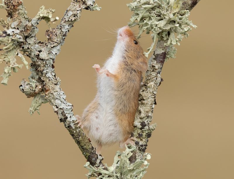 harvest mouse, mouse, rodent, animals, nature, wildlife, canon Bit of back scratchphoto preview