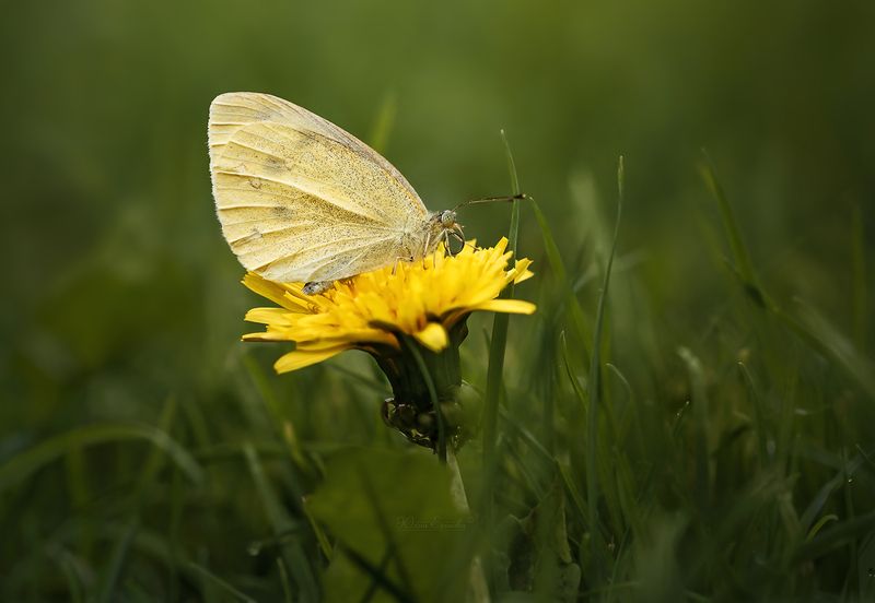 бабочка, лето, макро Когда трава была зелёнойphoto preview