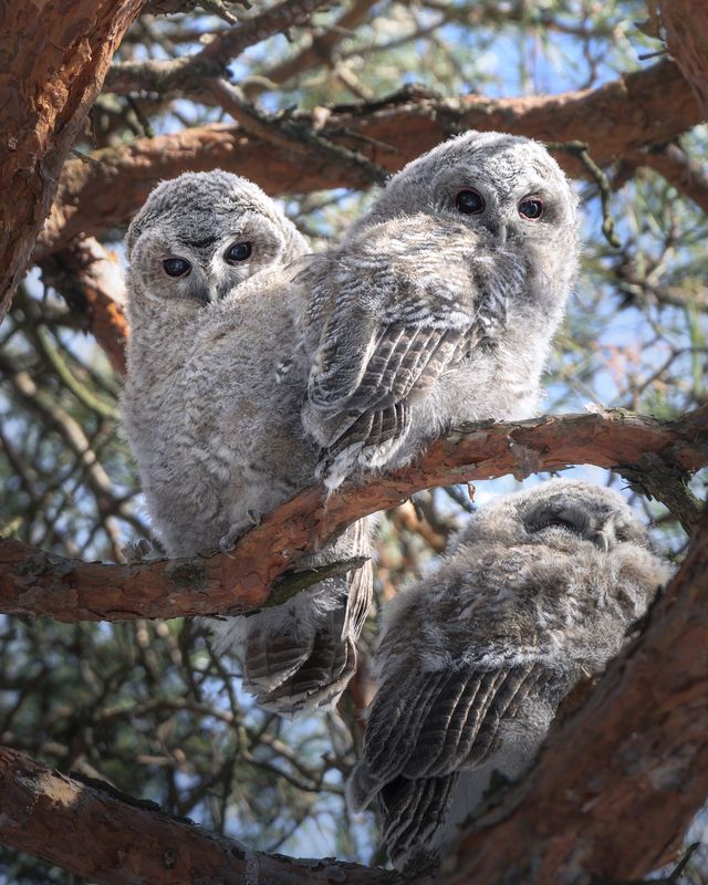 Серая неясыть (Strix aluco) photo preview