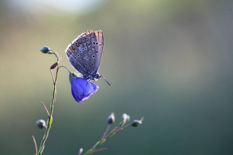 *** фото превью