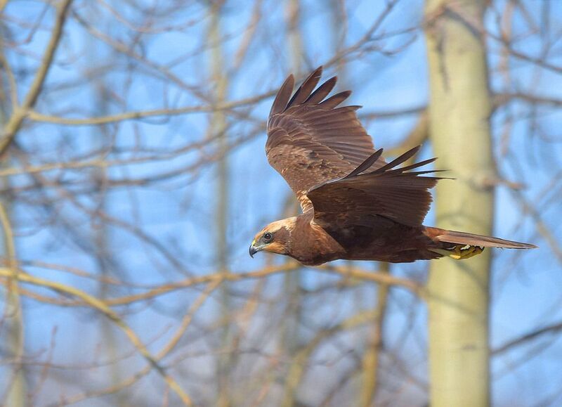 Будни болотного луняphoto preview