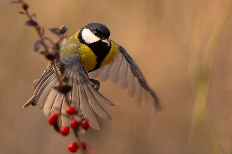 Titmousephoto preview