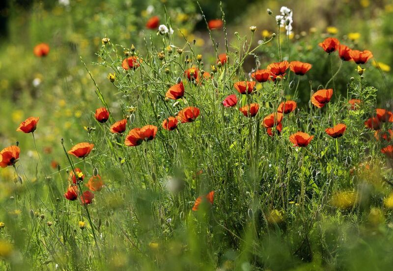 Весна в разгаре.photo preview