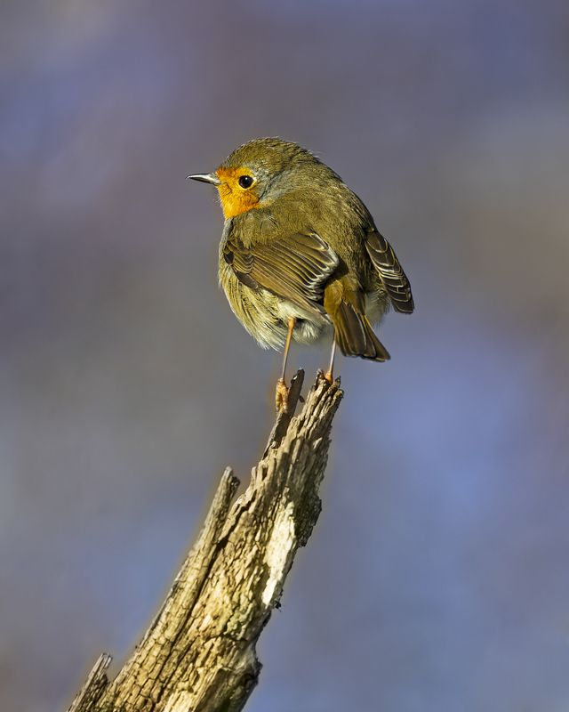 Малиновкаphoto preview