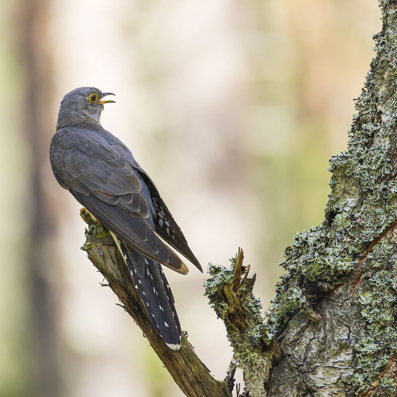 кукушка photo preview