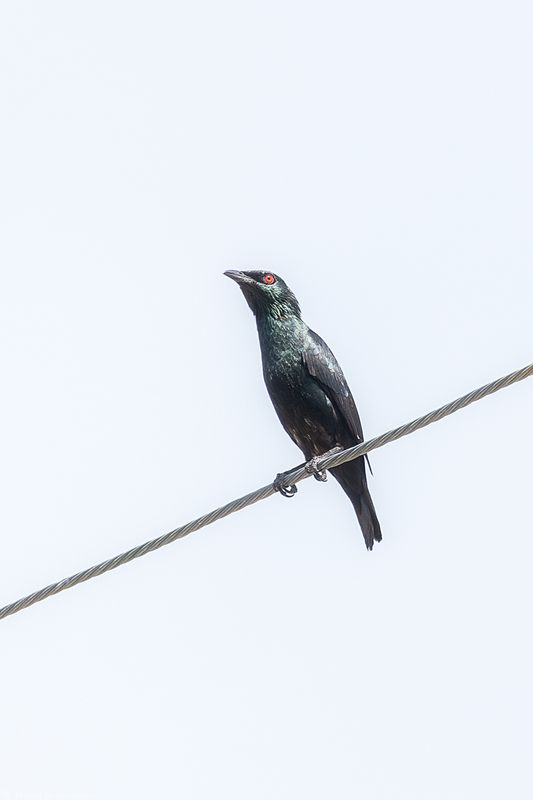 Азиатский блестящий скворец Азиатский блестящий скворецphoto preview