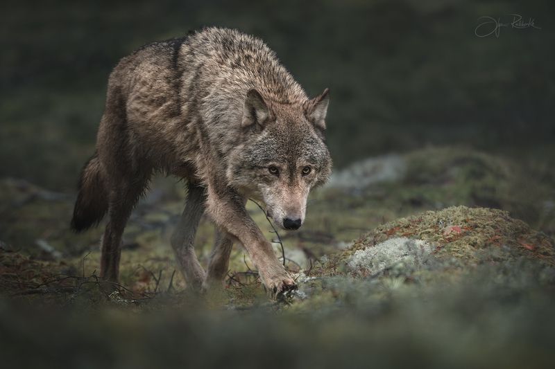 canis lupus, wolf, волк, волки, хищник Лесными тропами фото превью